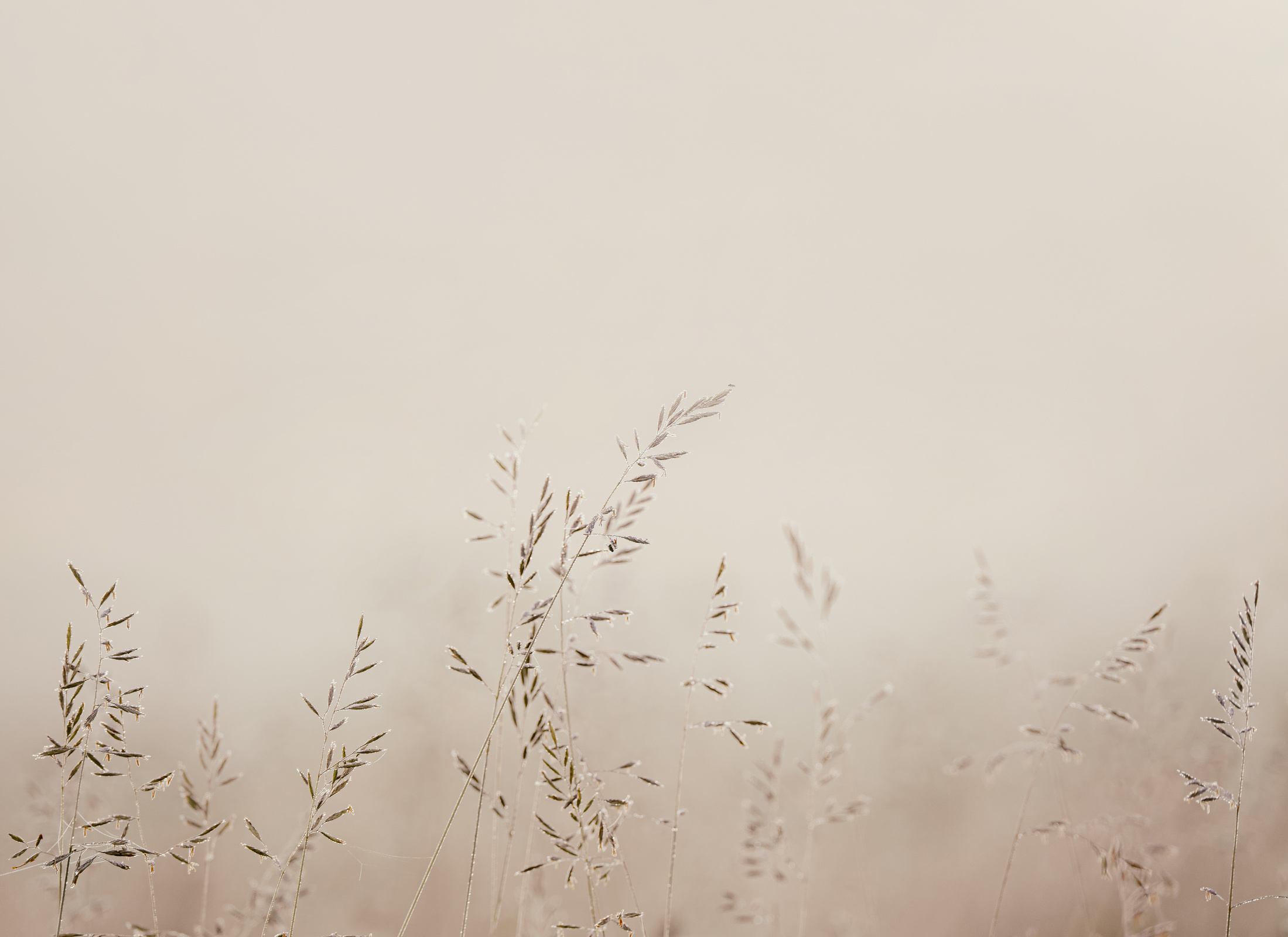 Dreamy wild grass on soft pastel background, beige aesthetic