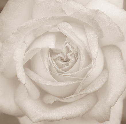 Peace Rose, Close up.
